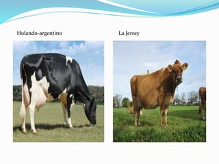 Holando-argentino La Jersey
 