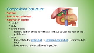 •Composition/structure
• Surface:
• Inferior or peritoneal.
• Superior or hepatic
• Fundus
• Body
• Infundibulum
• Narrow portion of the body that is continuous with the neck of the
gallbladder
• Neck
• Connects to the cystic duct → common hepatic duct → common bile
duct.
• Most common site of gallstone impaction
 