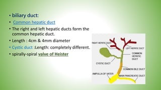 • biliary duct:
• Common hepatic duct
• The right and left hepatic ducts form the
common hepatic duct.
• Length : 4cm & 4mm diameter
• Cystic duct :Length: completely different.
• spirally-spiral valve of Heister
 