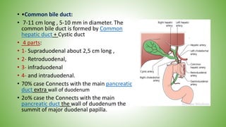 • •Common bile duct:
• 7-11 cm long , 5-10 mm in diameter. The
common bile duct is formed by Common
hepatic duct + Cystic duct
• 4 parts:
• 1- Supraduodenal about 2,5 cm long ,
• 2- Retroduodenal,
• 3- infraduodenal
• 4- and intraduodenal.
• 70% case Connects with the main pancreatic
duct extra wall of duodenum
• 2o% case the Connects with the main
pancreatic duct the wall of duodenum the
summit of major duodenal papilla.
 