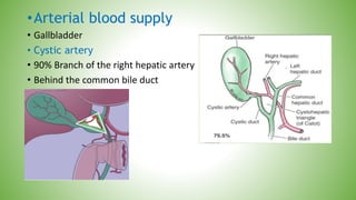 •Arterial blood supply
• Gallbladder
• Cystic artery
• 90% Branch of the right hepatic artery
• Behind the common bile duct
 