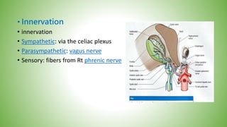 • Innervation
• innervation
• Sympathetic: via the celiac plexus
• Parasympathetic: vagus nerve
• Sensory: fibers from Rt phrenic nerve
 