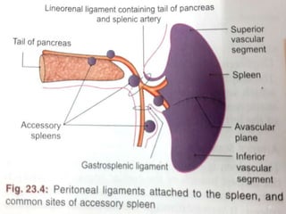 ANATOMY OF SPLEEN AND IT'S APPLIED ASPECT | PPTX