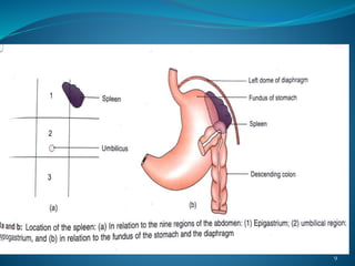 ANATOMY OF SPLEEN AND IT'S APPLIED ASPECT | PPTX