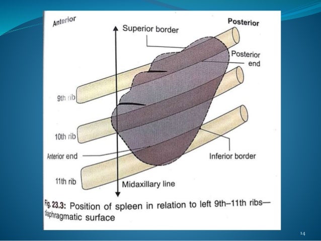 Surface Anatomy Of Ribs : Bones - Anatomy & Physiology 201 with Scholer ...