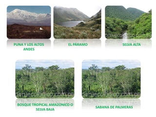 PUNA Y LOS ALTOS
ANDES
EL PÁRAMO SELVA ALTA
BOSQUE TROPICAL AMAZONICO O
SELVA BAJA
SABANA DE PALMERAS
 