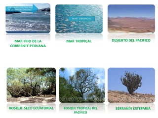MAR FRIO DE LA
CORRIENTE PERUANA
MAR TROPICAL DESIERTO DEL PACIFICO
BOSQUE SECO ECUATORIAL BOSQUE TROPICAL DEL
PACÍFICO
SERRANÍA ESTEPARIA
 