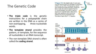 Triple Code Structure 15 - From DNA to Protein - Part I | PDF