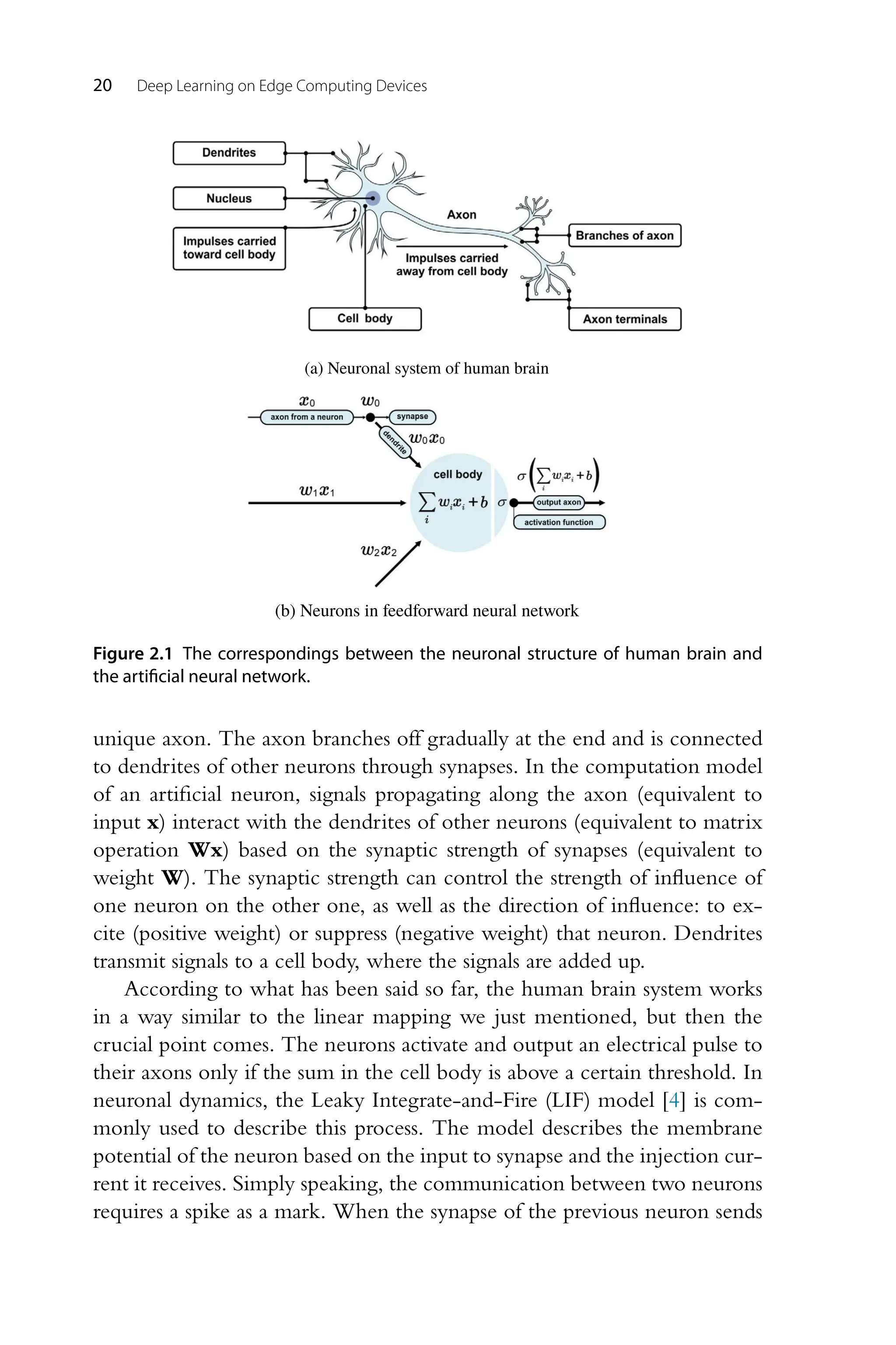 20 Deep Learning on Edge Computing Devices Figure 2.1 The correspondings between the neuronal structure of human brain and the artiﬁcial neural network. unique axon. The axon branches off gradually at the end and is connected to dendrites of other neurons through synapses. In the computation model of an artificial neuron, signals propagating along the axon (equivalent to input x) interact with the dendrites of other neurons (equivalent to matrix operation Wx) based on the synaptic strength of synapses (equivalent to weight W). The synaptic strength can control the strength of influence of one neuron on the other one, as well as the direction of influence: to ex- cite (positive weight) or suppress (negative weight) that neuron. Dendrites transmit signals to a cell body, where the signals are added up. According to what has been said so far, the human brain system works in a way similar to the linear mapping we just mentioned, but then the crucial point comes. The neurons activate and output an electrical pulse to their axons only if the sum in the cell body is above a certain threshold. In neuronal dynamics, the Leaky Integrate-and-Fire (LIF) model [4] is com- monly used to describe this process. The model describes the membrane potential of the neuron based on the input to synapse and the injection cur- rent it receives. Simply speaking, the communication between two neurons requires a spike as a mark. When the synapse of the previous neuron sends 