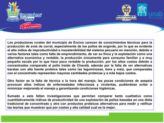 Los productores rurales del municipio de Encino carecen de conocimientos técnicos para la producción de aves de corral, especialmente de los pollos de engorde, por lo que es evidente el alto índice de improductividad e insostenibilidad del sistema pecuario en mención, debido a varios factores tales como falta de emprendimiento, de ver su finca y la explotación como una alternativa económica y rentable, la producción únicamente para consumo familiar y a muy pequeña escala por lo que hace poco rentable la producción, por los altos costos debido a concentrados comparado al pollo traído de Charalá, además por la falta de ver alternativas baratas con alta fuente proteica tales como las leguminosas, bore y maíz, que comparadas con el concentrado representan mayores cantidades proteicas y a más bajos costos.  Otro factor es la falta de técnica a la hora del manejo, las pocas condiciones de asepsia provocan altos índices de enfermedades infecciosas y virulentas, pudiéndose evitar o minimizar mejorando el manejo y garantizando condiciones higiénicas.  Sumado a esto faltan investigaciones que permitan comparar tanto cualitativa como cuantitativamente índices de productividad de una explotación de pollos basadas en una dieta tradicional de concentrado y otra con productos proteicos alternativos para medir y ratificar las teorías que muestran que por costos y alta calidad cual es la mejor.   