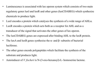 • Luminescence is associated with lux operon system which consists of two main
regulatory genes luxl and luxR and other genes (luxCDABEG) which synthesize
chemicals to produce light.
• LuxI encodes a protein which catalyses the synthesis of a wide range of AHLα.
• LuxR encodes a protein which acts both as a receptor for AHL and as a
transducer of the signal that activates the other genes of lux operon.
• The luxCDABEG genes are expressed after binding AHL to the luxR protein.
• The luxA and luxB genes synthesise the α- and β- subunits of bacterial
luciferase.
• The other genes encode polypeptides which facilitate the synthesis of the
substrate and produces light.
• Autoinducer of V. fischeri is N-(3-oxo-hexanoyl)-L- homoserine lactone.
 