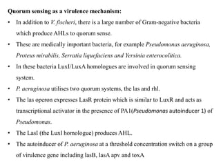 Quorum sensing as a virulence mechanism:
• In addition to V. fischeri, there is a large number of Gram-negative bacteria
which produce AHLs to quorum sense.
• These are medically important bacteria, for example Pseudomonas aeruginosa,
Proteus mirabilis, Serratia liquefaciens and Yersinia enterocolitica.
• In these bacteria LuxI/LuxA homologues are involved in quorum sensing
system.
• P. aeruginosa utilises two quorum systems, the las and rhl.
• The las operon expresses LasR protein which is similar to LuxR and acts as
transcriptional activator in the presence of PA1(Pseudomonas autoinducer 1) of
Pseudomonas.
• The LasI (the Luxl homologue) produces AHL.
• The autoinducer of P. aeruginosa at a threshold concentration switch on a group
of virulence gene including lasB, lasA apv and toxA
 