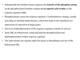 • Subsequently the histidine kinase catalyzes the transfer of the phosphate group
on the phosphorylated histidine residues to an aspartic acid residue on the
response regulator (RR).
• Phosphorylation causes the response regulator’s conformation to change, usually
activating an attached output domain, which then leads to the stimulation (or
repression) of expression of target genes.
• The level of phosphorylation of the response regulator controls its activity.
• Some HK are bifunctional, catalysing both the phosphorylation and
dephosphorylation of their response regulator.
• The input stimuli can regulate either the kinase or phosphatase activity of the
bifunctional HK.
 