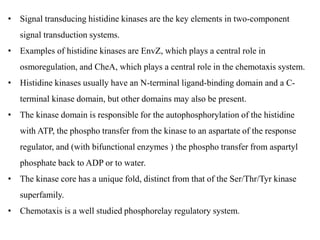 • Signal transducing histidine kinases are the key elements in two-component
signal transduction systems.
• Examples of histidine kinases are EnvZ, which plays a central role in
osmoregulation, and CheA, which plays a central role in the chemotaxis system.
• Histidine kinases usually have an N-terminal ligand-binding domain and a C-
terminal kinase domain, but other domains may also be present.
• The kinase domain is responsible for the autophosphorylation of the histidine
with ATP, the phospho transfer from the kinase to an aspartate of the response
regulator, and (with bifunctional enzymes ) the phospho transfer from aspartyl
phosphate back to ADP or to water.
• The kinase core has a unique fold, distinct from that of the Ser/Thr/Tyr kinase
superfamily.
• Chemotaxis is a well studied phosphorelay regulatory system.
 