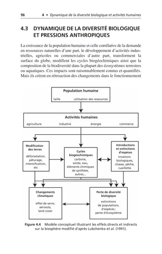 96 4 • Dynamique de la diversité biologique et activités humaines
4.3 DYNAMIQUE DE LA DIVERSITÉ BIOLOGIQUE
ET PRESSIONS ANTHROPIQUES
La croissance de la population humaine et celle corrélative de la demande
en ressources naturelles d’une part, le développement d’activités indus-
trielles, agricoles ou commerciales d’autre part, transforment la
surface du globe, modifient les cycles biogéochimiques ainsi que la
composition de la biodiversité dans la plupart des écosystèmes terrestres
ou aquatiques. Ces impacts sont raisonnablement connus et quantifiés.
Mais ils créent en rétroaction des changements dans le fonctionnement
Figure 4.4 Modèle conceptuel illustrant les effets directs et indirects
sur la biosphère modifié d’après Lubchenko et al. (1991).
Modification
des terres
déforestation,
pâturage,
intensification,
etc
Cycles
biogéochimiques
carbone,
azote, eau,
éléments chimiques
de synthèse,
autres...
Introductions
et extinctions
d'espèces
invasions
biologiques,
chasse, pêche,
cueillette
Changements
climatiques
effet de serre,
aérosols,
land cover
Perte de diversité
biologique
extinctions
de populations,
d'espèces;
perte d'écosystème
Population humaine
taille utilisation des ressources
Activités humaines
agriculture industrie énergie commerce
 
