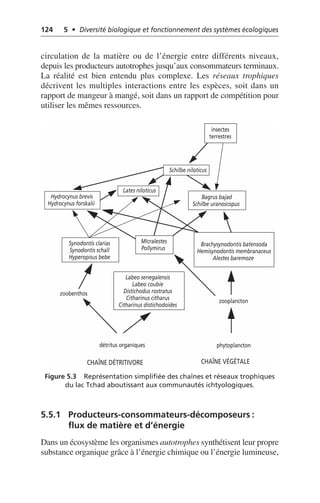 124 5 • Diversité biologique et fonctionnement des systèmes écologiques
circulation de la matière ou de l’énergie entre différents niveaux,
depuis les producteurs autotrophes jusqu’aux consommateurs terminaux.
La réalité est bien entendu plus complexe. Les réseaux trophiques
décrivent les multiples interactions entre les espèces, soit dans un
rapport de mangeur à mangé, soit dans un rapport de compétition pour
utiliser les mêmes ressources.
5.5.1 Producteurs-consommateurs-décomposeurs:
flux de matière et d’énergie
Dans un écosystème les organismes autotrophes synthétisent leur propre
substance organique grâce à l’énergie chimique ou l’énergie lumineuse,
Figure 5.3 Représentation simplifiée des chaînes et réseaux trophiques
du lac Tchad aboutissant aux communautés ichtyologiques.
CHAÎNE DÉTRITIVORE CHAÎNE VÉGÉTALE
détritus organiques phytoplancton
zooplancton
zoobenthos
Labeo senegalensis
Labeo coubie
Distichodus rostratus
Citharinus citharus
Citharinus distichodoides
Brachysynodontis batensoda
Hemisynodontis membranaceus
Alestes baremoze
Synodontis clarias
Synodontis schall
Hyperopisus bebe
Lates niloticus
Schilbe niloticus
insectes
terrestres
Hydrocynus brevis
Hydrocynus forskalii
Micralestes
Pollymirus
Bagrus bajad
Schilbe uranoscopus
 
