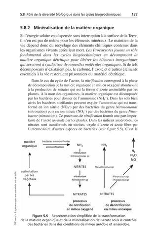 5.8 Rôle de la diversité biologique dans les cycles biogéochimiques 133
©
Dunod
–
La
photocopie
non
autorisée
est
un
délit.
5.8.2 Minéralisation de la matière organique
Si l’énergie solaire est dispensée sans interruption à la surface de la Terre,
il n’en est pas de même pour les éléments minéraux. Le maintien de la
vie dépend donc du recyclage des éléments chimiques contenus dans
les organismes vivants après leur mort. Les Procaryotes jouent un rôle
fondamental dans les cycles biogéochimiques en décomposant la
matière organique détritique pour libérer les éléments inorganiques
qui serviront à synthétiser de nouvelles molécules organiques. Si de tels
décomposeurs n’existaient pas, le carbone, l’azote et d’autres éléments
essentiels à la vie resteraient prisonniers du matériel détritique.
Dans le cas du cycle de l’azote, la nitrification correspond à la phase
de décomposition de la matière organique en milieu oxygéné aboutissant
à la production de nitrates qui est la forme d’azote assimilable par les
plantes. À la mort des organismes, la matière organique est décomposée
par les bactéries pour donner de l’ammoniac (NH4
+). Dans les sols bien
aérés les bactéries nitrifiantes peuvent oxyder l’ammoniac qui est trans-
formé en ion nitrite (NO2
–) par des bactéries du genre Nitrosomonas
(nitrosation) puis en ion nitrate (NO3
–) par des bactéries du genre Nitro-
bacter (nitratation). Ce processus de nitrification fournit une part impor-
tante de l’azote assimilé par les plantes. Dans les milieux anaérobies, les
nitrates sont transformés en nitrites, oxyde d’azote et azote libre par
l’intermédiaire d’autres espèces de bactéries (voir figure 5.5). C’est le
Figure 5.5 Représentation simplifiée de la transformation
de la matière organique et de la minéralisation de l’azote sous le contrôle
des bactéries dans des conditions de milieu aérobie et anaérobie.
matière
organique
bactéries ammonifiantes
ammonification
assimilation
par les
végétaux
NH4 NH4
nitrosation
Nitrosomonas sp
NITRITES
nitratation
Nitrobacter sp
processus
de nitrification
en milieu oxygéné
processus
de dénitrification
en milieu anoxique
N2
N2O
NO
Nitrococcus sp
Thiobacillus sp
NITRATES NITRATES
Pseudomonas sp
 
