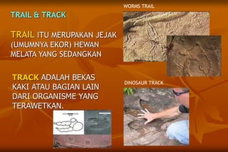 TRAIL & TRACK
TRAIL ITU MERUPAKAN JEJAK
(UMUMNYA EKOR) HEWAN
MELATA YANG SEDANGKAN
WORMS TRAIL
DINOSAUR TRACK
TRACK ADALAH BEKAS
KAKI ATAU BAGIAN LAIN
DARI ORGANISME YANG
TERAWETKAN.
 