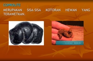 COPROLITE
MERUPAKAN SISA-SISA KOTORAN HEWAN YANG
TERAWETKAN.
 