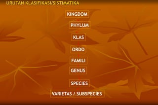 URUTAN KLASIFIKASI/SISTIMATIKA
KINGDOM
PHYLUM
KLAS
ORDO
FAMILI
GENUS
SPECIES
VARIETAS / SUBSPECIES
 