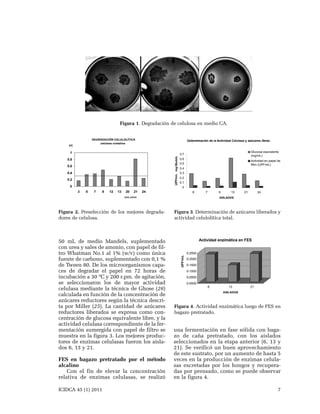 Figura 1. Degradación de celulosa en medio CA.

Figura 2. Preselección de los mejores degradadores de celulosa.

50 mL de medio Mandels, suplementado
con urea y sales de amonio, con papel de filtro Whatman No.1 al 1% (w/v) como única
fuente de carbono, suplementado con 0,1 %
de Tween 80. De los microorganismos capaces de degradar el papel en 72 horas de
incubación a 30 ºC y 200 r.pm. de agitación,
se seleccionaron los de mayor actividad
celulasa mediante la técnica de Ghose (26)
calculada en función de la concentración de
azúcares reductores según la técnica descrita por Miller (25). La cantidad de azúcares
reductores liberados se expresa como concentración de glucosa equivalente libre, y la
actividad celulasa correspondiente de la fermentación sumergida con papel de filtro se
muestra en la figura 3. Los mejores productores de enzimas celulasas fueron los aislados 6, 13 y 21.
FES en bagazo pretratado por el método
alcalino
Con el fin de elevar la concentración
relativa de enzimas celulasas, se realizó
ICIDCA 45 (1) 2011

Figura 3. Determinación de azúcares liberados y
actividad celulolítica total.

Figura 4. Actividad enzimática luego de FES en
bagazo pretratado.

una fermentación en fase sólida con bagazo de caña pretratado, con los aislados
seleccionados en la etapa anterior (6, 13 y
21). Se verificó un buen aprovechamiento
de este sustrato, por un aumento de hasta 5
veces en la producción de enzimas celulasas excretadas por los hongos y recuperadas por prensado, como se puede observar
en la figura 4.
7

 