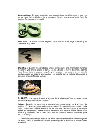 Loro machaco.- De color verde loro, pasa desapercibido completamente ya que vive
en las hojas de los árboles y tiene un cuerpo delgado que alcanza hasta 2mts. de
longitud. Su veneno no es mortal.
Naca Naca.- De anillos blancos, negros y rojos alternados, es larga y delgada y su
veneno es muy activo.
Shusshupe.- Existen tres variedades: una de lomo oscuro, otra amarilla con manchas
irregulares y la tercera gris en el dorso, son las víboras de mayor desarrollo, alcanza
hasta 5mts., tiene la cabeza triangular y feo aspecto y su veneno es sumamente
efectivo. Ataca sin esperar provocación y se ensaña con la víctima. Llegándola a
perseguir en desenfrenada carrera.
B.- PECES.- Los cursos de agua y lagunas de la selva amazónica encierran peces
agresivos y peligrosos para el hombre.
Cañero.- Pececillo de forma fina y alargada que cuando miden de 4 a 7cmts. de
longitud y 3 a 4mm de grosor, se introduce por los orificios genitales del hombre o de la
mujer, ocasionando desgarramientos en las mucosas con hemorragias y explicable
efecto de nerviosidad y desesperación. Asimismo, otra especie posee dientes muy
afilados y haciendo con la boca una ventosa ocasiona heridas circulares para
succionar sangre.
Forman sociedades que infectan las aguas de fondos arenosos o turbias cargadas
de arcilla, como la desembocadura del río Huallaga en el Marañón y también en el
Amazonas.
 