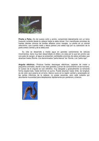 Piraña o Paña.- Es de cuerpo corto y ancho, comprimido lateralmente con un lomo
huesudo cortante desde la cabeza hasta la aleta dorsal. Con mandíbulas provistas de
fuertes dientes cónicos de bordes afilados como navajas. La piraña es un animal
velocísimo, que cuando nada y ataca parece una saeta roja por su coloración de la
parte antero ventral y de la aleta anal.
Su vida se desarrolla a media agua en grandes cardúmenes de veloces
movimientos, tiene muy bien desarrollado el olfato y la vista por lo que tan pronto cae
una gota de sangre .al agua se presentan cantidades enormes de estos animales que
alcanzan hasta 35cmts. Los denominados "paña blanca" de 15cmts. Los "paña roja".
Anguila eléctrica.- Produce fuertes descargas eléctricas, capaces de matar a
pequeños animales, aturdir a los más grandes y privar de conocimiento al ser humano,
el cuerpo de la anguila es sub cilindrico, muy alargada y gradualmente va tomando
forma espatu1ada, hasta terminar en puma. Puede alcanzar hasta 3mts. de longitud,
es de color azul pizarra en el lomo, blanco sucio en la región ventral y anaranjado en
las partes inferiores de la cabeza, no posee escamas, pero está cubierta por
abundante mucosidad para desplazarse rápidamente por pantanos y charcos.
 