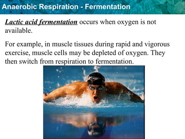 2236_Unit 4 Anaerobic Respiration and fermentation.ppt