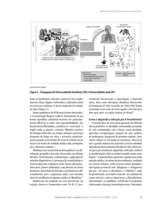 3Epidemiol. Serv. Saude,Brasília,27( núm.esp.):e0500001,2018
Maria Aparecida Shikanai-Yasuda e colaboradores
pode ser facilmente cultivado a partir de seus órgãos
internos (baço, fígado e linfonodos), indicando assim
um processo sistêmico. P. lutzii ainda não foi isolado
de tatus (Figura 2).
SurtosepidêmicosdePCMnuncaforamobservados,
e a recuperação fúngica (cultivo) diretamente da sua
forma saprofítica ambiental mostrou ser particular-
mente difícil de se obter sem reprodutibilidade. Em
função desta dificuldade, considera-se “reservaria” a
região onde se adquire a doença. Métodos sensíveis
de biologia molecular, no entanto, indicam a presença
frequente do fungo em solos e aerossóis, particular-
mente quando provenientes de tocas de animais ou de
locais com teores de umidade média a alta, protegidos
por coberturas vegetais.13
Mudançasnascaracterísticasdemográficasenadis-
tribuição geográfica têm sido observadas nas últimas
décadas. Possivelmente, a urbanização, a aplicação de
métodos diagnósticos e a presença de comorbidades e
imunossupressão expliquem parte dessas alterações.
Além disso, fatores ambientais, com abertura de novas
fronteiras, derrubada de florestas e produção de café,
contribuíram para o panorama atual, com elevados
níveisdeincidênciaemalgumasregiõesdeRondônia.14
Influências da umidade do solo decorrente da
estação chuvosa e temperatura entre 18-28 o
C, pos-
sivelmente favorecendo a esporulação e dispersão
aérea, bem como alterações climáticas decorrentes
do fenômeno El Niño ocorrido em 1982/1983 foram
associados a um surto de casos agudos, descrito um a
dois anos após, na região Sudeste do Brasil.15
Como é adquirida a infecção por P. brasiliensis?
O grande fator de risco para aquisição da infecção
são as profissões ou atividades relacionadas ao manejo
do solo contaminado com o fungo, como atividades
agrícolas, terraplenagem, preparo de solo, práticas
de jardinagens, transporte de produtos vegetais, entre
outros (Figura 2). Em todas as casuísticas, observa-se
que a grande maioria dos pacientes exerceu atividade
agrícolanasduasprimeirasdécadasdevida,tendones-
sa época provavelmente adquirido a infecção, embora
as manifestações clínicas tenham surgido muitos anos
depois.11
Amaioriadestespacientes,quandoprocuram
atenção médica, já saíram da área endêmica, residindo
em centros urbanos, onde exercem outras atividades,
não ligadas ao trato do solo. Tabagismo (>20cigarros/
dia por >20 anos) e alcoolismo (>50g/dia)16
estão
frequentemente associados à micose. Ao contrário de
outras micoses, como a criptococose, a histoplasmose
disseminada e a candidíase, a PCM não é usualmente
relacionada a doenças imunodepressoras. Entretanto,
Fonte:Mendes RP e Bagagli E.
Figura 2 – Propagação de Paracoccidioidesbrasiliensis (Pb) e Paracoccidioideslutzii (Pl)
Ambiente
Inalação de artroconidios
Hospedeiros
P.brasiliensis
Fase leveduriforme
(temperatura corporal)
Tatu (Pb) (PI?)
Imunotolerante/sentinela
Seres humanos
Predomíniodainfecção
Fatorespredisponentesparaadoença
Genético gênero (masculino)
Grande inóculo
Animais – infecção;raros casos
de doença
Plantações de café e cana de açúcar/trabalhadores rurais
Atividades agrícolas/condições climáticas (umidade do solo)
P.lutzii
 