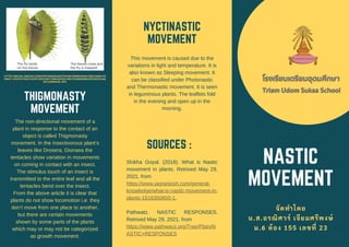 NASTIC
MOVEMENT
จัดทําโดย
น.ส.อรณิศวร์ เจียมศรีพงษ์
ม.6 ห้อง 155 เลขที 23
THIGMONASTY
MOVEMENT
The non-directional movement of a
plant in response to the contact of an
object is called Thigmonasty
movement. In the insectivorous plant’s
leaves like Drosera, Dionaea the
tentacles show variation in movements
on coming in contact with an insect.
The stimulus touch of an insect is
transmitted to the entire leaf and all the
tentacles bend over the insect.
From the above article it is clear that
plants do not show locomotion i.e. they
don’t move from one place to another,
but there are certain movements
shown by some parts of the plants
which may or may not be categorized
as growth movement.
NYCTINASTIC
MOVEMENT
This movement is caused due to the
variations in light and temperature. It is
also known as Sleeping movement. It
can be classified under Photonastic
and Thermonastic movement. It is seen
in leguminous plants. The leaflets fold
in the evening and open up in the
morning.
SOURCES :
Shikha Goyal. (2018). What is Nastic
movement in plants. Retrived May 29,
2021, from
https://www.jagranjosh.com/general-
knowledge/what-is-nastic-movement-in-
plants-1516350600-1.
Pathwatz. NASTIC RESPONSES.
Retrived May 29, 2021, from
https://www.pathwayz.org/Tree/Plain/N
ASTIC+RESPONSES
HTTPS://IMAGE.JIMCDN.COM/APP/CMS/IMAGE/TRANSF/DIMENSION=590X10000:FO
RMAT=JPG/PATH/S37AF0FCD02709117/IMAGE/I51C4BA7DA665830B/VERSION/1440
321116/IMAGE.JPG.
 