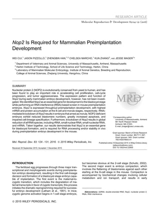 RESEARCH ARTICLE
Molecular Reproduction & Development 83:124–131 (2016)
Nop2 Is Required for Mammalian Preimplantation
Development
WEI CUI,1
JASON PIZZOLLO,1
ZHENGBIN HAN,1,2
CHELSEA MARCHO,1
KUN ZHANG3
, AND JESSE MAGER1
*
1
Department of Veterinary and Animal Sciences, University of Massachusetts, Amherst, Massachusetts
2
Harbin Institute of Technology, School of Life Science and Technology, Harbin, China
3
Laboratory of Mammalian Molecular Embryology, Institute of Animal Genetics, Breeding and Reproduction,
College of Animal Sciences, Zhejiang University, Hangzhou, China
SUMMARY
Nucleolar protein 2 (NOP2) is evolutionarily conserved from yeast to human, and has
been found to play an important role in accelerating cell proliferation, cell-cycle
progression, and tumor aggressiveness. The expression pattern and function of
Nop2 during early mammalian embryo development, however, has not been investi-
gated.WeidentifiedNop2asanessentialgenefordevelopmenttotheblastocyststage
while performing an RNA interference (RNAi)-based screen in mouse preimplantation
embryos. Nop2 is expressed throughout preimplantation development, with highest
mRNA and protein accumulation at the 8-cell and morula stages, respectively. RNAi-
mediatedknockdownofNop2resultsinembryosthatarrestasmorula.NOP2-deficient
embryos exhibit reduced blastomere numbers, greatly increased apoptosis, and
impaired cell-lineage specification. Furthermore, knockdown of Nop2 results in global
reductionofallRNAspecies,includingrRNA,smallnuclearRNA,smallnucleolarRNA,
and mRNA. Taken together, our results demonstrate that Nop2 is an essential gene
for blastocyst formation, and is required for RNA processing and/or stability in vivo
during preimplantation embryo development in the mouse.
Mol. Reprod. Dev. 83: 124À131, 2016. ß 2015 Wiley Periodicals, Inc.
Received 29 September 2015; Accepted 1 December 2015
Ã
Corresponding author:
University of Massachusetts, Amherst
661 North Pleasant Street
Amherst, MA 01003.
E-mail: jmager@vasci.umass.edu
Grant sponsor: March of Dimes Research
Grant; Grant number: #6-FY11-367;
Grant sponsor: NIH; Grant number:
1R21HD078942-01
Published online 15 December 2015 in Wiley Online Library
(wileyonlinelibrary.com).
DOI 10.1002/mrd.22600
INTRODUCTION
The fertilized egg progresses through three major tran-
scriptional and morphogenetic events during preimplanta-
tion embryo development, resulting in the first cell-lineage
decision and formation of a blastocyst-stage embryo capa-
ble of implantation. The first event is the maternal-to-
zygotic transition, which includes the degradation of ma-
ternal transcripts in favor of zygotic transcripts; this process
initiates the dramatic reprogramming required for success-
ful embryo development (Latham et al., 1991). In mice,
zygotic genome activation begins in 1-cell stage embryos,
but becomes obvious at the 2-cell stage (Schultz, 2002).
The second major event is embryo compaction, which
involves the flattening of blastomeres against each other
starting at the 8-cell stage in the mouse. Compaction is
accompanied by biochemical changes involving cellular
metabolism and ion transport, and results in early
Abbreviations: dsRNA, double-stranded RNA; Nop2, nucleolar protein 2;
RNAi, RNA interference
ß 2015 WILEY PERIODICALS, INC.
 