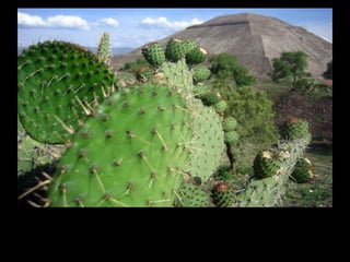 Uno de los orgullos arqueológicos de México es sin lugar a dudas Teotihuacán. Según el mito, esta fue la ciudad sagrada elegida por los dioses para crear el centro del universo, es centro de la mitología mexicana, además de la ciudad más importante de Mesoamérica durante el periodo clásico.  