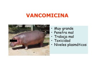 VANCOMICINA Muy grande Penetra mal Trabaja mal Toxicidad Niveles plasmáticos 
