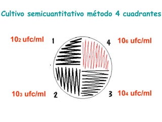 10 2  ufc/ml 10 4  ufc/ml 10 3  ufc/ml 10 6  ufc/ml Cultivo semicuantitativo método 4 cuadrantes 