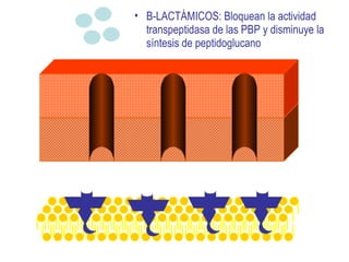 Β-LACTÁMICOS: Bloquean la actividad transpeptidasa de las PBP y disminuye la síntesis de peptidoglucano  