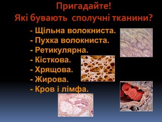 Пригадайте!
Які бувають сполучні тканини?
- Щільна волокниста.
- Пухка волокниста.
- Ретикулярна.
- Кісткова.
- Хрящова.
- Жирова.
- Кров і лімфа.
 