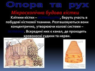 Мікроскопічна будова кістки
Клітини кістки – остеоцити, беруть участь в
побудові кісткової тканини. Розташовуються вони
концентрично, утворюючи колові системи –
остеони. Всередині них є канал, де проходять
кровоносні судини та нерви.
 