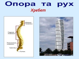 Хребет
 