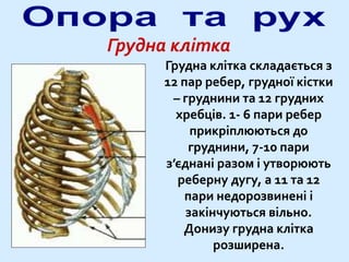 Грудна клітка
Грудна клітка складається з
12 пар ребер, грудної кістки
– груднини та 12 грудних
хребців. 1- 6 пари ребер
прикріплюються до
груднини, 7-10 пари
з’єднані разом і утворюють
реберну дугу, а 11 та 12
пари недорозвинені і
закінчуються вільно.
Донизу грудна клітка
розширена.
 