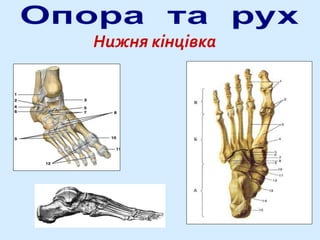 Нижня кінцівка
 