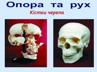 Кістки черепа
 