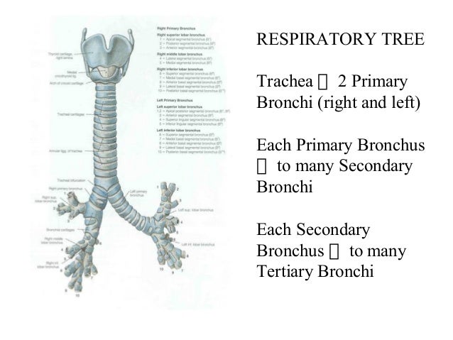 To what do the secondary bronchi supply air? - wehelpcheapessaydownload
