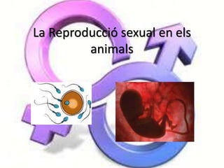 La Reproducció sexual en els
animals
 