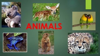 ANIMALS
 