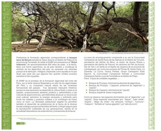 Predomina la formación algarrobal correspondiente al bosque
seco de llanura ubicado la mayor área en el distrito de Pítipo en la
provincia de Ferreñafe.Al visitar el SHBP encontraremos al "Árbol
milenario" de aproximadamente 600 años de edad a la fecha,
tiene una forma caprichosa, es de gran tamaño y constituye el
símbolo de los algarrobos del país, es venerado con ofrendas
porque se le atribuyen milagros y leyendas como aquella en la que
dicen que cada vez que algunos han querido cortarlo sucesos
extraños lo han impedido.
El SHBP es el prototipo de la formación algarrobal del norte del
Perú, por lo tanto reserva fitogenética no sólo de los algarrobales
del Perú y un muestrario natural relicto de las inmensas
formaciones del pasado. Fue declarado Santuario Histórico
porque en ese escenario se desarrolló la cultura Sicán y otras en el
pasado, proporcionando alimento proteico y carbohidratos a las
culturas de aquel entonces, permitiéndoles alcanzar un reconocido
nivel cultural; asimismo la energía necesaria y suficiente para
fundir los metales y poderlos moldear a la morfología de frutos
como el maní. La densidad poblacional vegetal ha permitido
también el desarrollo de poblaciones de la fauna de la diversa
escala zoológica proporcionándoles alimento y refugio seguro para
la reproducción sostenible de sus generaciones, siendo en la
actualidad depositarios de endemismos y transeúntes de la fauna.
La zona de amortiguamiento comprende a su vez la Comunidad
Campesina de Santa Rosa de las Salinas en el distrito de Túcume,
parcelarios del distrito de Íllimo, el sector de Huaca Rivera y
parcelarios del distrito de Pacora, los sectores de Pan de Azúcar,
Ojo de Toro y el Verde en el distrito de Jayanca de la provincia de
Lambayeque, así como los sectores de Pomac III, Santa Clara, La
Zaranda, La Curva, Huaca Partida, Grupo Campesino Elías
Aguirre, la Comunidad Campesina Arévalo y Comunidad
Campesina Santa Lucia de Ferreñafe en el distrito de Pítipo.
Flora : 4 tipos de unidades vegetales: 14
Bosque de Prosopis: dominancia absoluta de algarrobos.
Bosque de Prosopis – Capparis: presencia de “algarrobo” y
“zapote”.
Bosque de Capparis: dominancia de “zapote”.
Bosque chaparral: áreas marginales.
Como se observa, las especies dominantes son el “algarrobo” y el
“zapote”. Otras especies importantes son: “faique”, “palo verde”,
“angolo”, “látigo de cristo”; los arbustos “vichayo”, “cuncuno”,
“chaquiro”.También el “cactus gigantón” y el “rabo de zorro”.
14. Santuario Histórico Bosque de Pomac.
<http://www.darwinnet.org/index.php?option=com_content&view=article&id=145%3Asantuario-historico-bosque-de-pomac&catid=43&Itemid=54 >
Foto: Peter Broer https://picasaweb.google.com/lh/photo/gZVNfBuAJxPQp-eRw_Kqrg
102
 