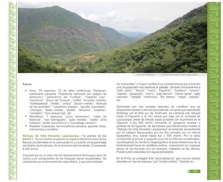 Fauna:
Aves: 70 especies, 22 de ellas endémicas. Destacan:
cortarrama peruana, Phytotoma raimondii (en peligro de
extinción); “golondrina de Tumbes”, “copetón rufo”,
“bandurria”, “tirano de Tumbes”, “colibrí” Amazilia costeña,
“huerequeque”, “chilalo”, “urraca”, “pinzón cinereo”, “lechuza
de los arenales”, “carpintero lineado”, “gavilán acanelado”,
“chiroque”, “tordo chivillo”, “putilla”, “arrocero”, “ruiseñor”,
“carretero”, “loro cabeza roja”, etc.
Mamíferos: 7 especies: “zorro sechurano”, “ratón de
Sechura”, “oso hormiguero”, “gato montés”, “sotillo” (Eira
barbara), “ardilla nuca blanca” y “murciélago vampiro”.
Reptiles: 9 especies. Se encuentran pacasos, iguanas, boas,
macanches y coralillos.
Refugio de Vida Silvestre Laquipampa. (“la pampa de los
llantos”). Se encuentra ocupando un espacio del primer piso de los
flancos occidentales en la cuenca del río La Leche, en la parte baja
del distrito de Incahuasi, de la provincia de Ferreñafe. Comprende
8 328, 64 ha.
Laquipampa es un área natural representativa del bosque seco de
colina y un componente de los bosques secos ecuatoriales. Se
caracteriza por su formación de caducifolios y sus comunidades
Foto: Julio C. Montenegro. http://juliomj.files.wordpress.com/2011/03/img_0760.jpg
de “achupallas” o “tuyos” epífitas muy características que imprimen
una singularidad muy especial al paisaje. También encontramos a
“palo santo”, “faique”, “overo”, “higuerón”, “hualtaco”, “cerezo”,
“sapote”, “guayacán”, “cedro”, “palo blanco”, “hierba santa”, “palo
colorado”, “pitajilla”, “chirimoya”, “flor blanca”, “nogal”, “pasallo”,
etc.
Delimitado por dos ramales laterales de cordillera que se
desprenden desde lo alto de la occidental, un ramal que baja desde
Andanga por el lado sur de Incahuasi, se continúa por Janque
hasta el Higuerón y el otro ramal que baja por el noroeste de
Uyurpampa, oeste de Moyán hasta juntarse con la primera en el
Higuerón a los 500 msnm, formando la “garganta costera” o
portada de El Higuerón, de tal manera que desde estos niveles el
“Refugio de Vida Silvestre Laquipampa” se extiende ascendiendo
por un callejón flanqueados por los dos ramales, por un relieve
topográfico muy suave hasta los 2 500 msnm. Por lo tanto
comprende el primer y segundo piso de los flancos occidentales,
constituyendo su territorio biogeográfico el área transicional de la
biodiversidad hacia la cordillera andina, conectando los bosques
secos de las llanuras con los bosques nublados de las alturas.
Posee cuatro cascadas con aguas templadas.
En el RVSL se protegen a la “pava aliblanca” que vive en estado
silvestre, el “oso de anteojos” y el “cóndor andino”.También la -
103
 