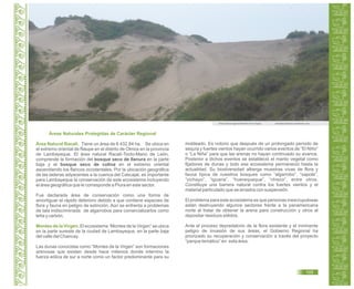 Guía de Educación Ambiental - Región Lambayeque
Áreas Naturales Protegidas de Carácter Regional
Área Natural Racalí. Tiene un área de 6 432,84 ha. Se ubica en
el extremo oriental de Ñaupe en el distrito de Olmos en la provincia
de Lambayeque. El área natural Racalí-Tocto-Mano de León,
comprende la formación del bosque seco de llanura en la parte
baja y el bosque seco de colina en el extremo oriental
ascendiendo los flancos occidentales. Por la ubicación geográfica
de las laderas adyacentes a la cuenca del Cascajal, es importante
para Lambayeque la conservación de este ecosistema incluyendo
el área geográfica que le corresponde a Piura en este sector.
Fue declarada área de conservación como una forma de
amortiguar el rápido deterioro debido a que contiene especies de
flora y fauna en peligro de extinción. Aún se enfrenta a problemas
de tala indiscriminada de algarrobos para comercializarlos como
leña y carbón.
Montes de la Virgen. El ecosistema “Montes de la Virgen” se ubica
en la parte sureste de la ciudad de Lambayeque, en la parte baja
del valle del Chancay.
Las dunas conocidas como “Montes de la Virgen” son formaciones
arenosas que existen desde hace milenios donde intervino la
fuerza eólica de sur a norte como un factor predominante para su
Área natural regional Montes de la Virgen. delvalleparatodos.wordpress.com
moldeado. Es notorio que después de un prolongado período de
sequía y fuertes vientos hayan ocurrido varios eventos de “El Niño”
o “La Niña” para que las arenas no hayan continuado su avance.
Posterior a dichos eventos se estableció el manto vegetal como
fijadores de dunas y todo ese ecosistema permaneció hasta la
actualidad. Su biodiversidad alberga muestras vivas de flora y
fauna típica de nuestros bosques como “algarrobo”, “sapote”,
“vichayo”, “iguana”, “huerequeque”, “chisco”, entre otros.
Constituye una barrera natural contra los fuertes vientos y el
material particulado que se arrastra con suspensión.
El problema para este ecosistema es que personas inescrupulosas
están destruyendo algunos sectores frente a la panamericana
norte al tratar de obtener la arena para construcción y otros al
depositar residuos sólidos.
Ante el proceso depredatorio de la flora existente y el inminente
peligro de invasión de sus áreas, el Gobierno Regional ha
priorizado su recuperación y conservación a través del proyecto
“parque temático” en esta área.
105
 