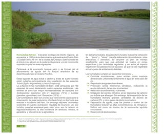 Guía de Educación Ambiental - Región Lambayeque
Humedales de Eten. Esta área ecológica de interés regional, se
encuentra a 200 m de la ribera marina y al oeste entre Puerto Eten
y Ciudad Eten a 15 km de la ciudad de Chiclayo. Este humedal es
el único en su género en la costa lambayecana y es de reconocida
importancia para las aves migratorias.
Pertenece a la ecorregión bosque seco y se forman por el
afloramiento de aguas del río Reque alrededor de su
desembocadura en el Océano Pacífico.
Estas lagunas de agua dulce o salobre y áreas de suelo húmedo
están cubiertas principalmente con vegetación de las especies
Totora (Typha angustifolia) y Junco (Scirpus sp).
La avifauna de los Humedales de Eten está compuesta por 153
especies de aves destacando cuatro especies endémicas. Las
familias de aves con mayor representatividad de especies son
Scolopacidae (playeros) con 21 especies (14%) y Laridae
(gaviotas y gaviotines) con 15 especies (10 %). 15
Los humedales de Eten son un área que viene siendo usada para la
observación de aves (aviturismo o birdwatching) por los tours que
realizan la ruta Norte del Perú. Sin embargo requiere un manejo
sostenible en cuanto a extracción regulada de recursos y uso eco
turístico pues las amenazas para esta zona son la cacería no
regulada de las aves, la alta incidencia de residuos sólidos, la
ganadería y el avance de la agricultura.
En estos humedales, los pobladores locales realizan la extracción
de “junco” y “totora” para la elaboración de sombreros, otras
artesanías y utensilios. Se requiere un plan de manejo
ecoeficiente, para que esa actividad se realice en zonas
específicas y en cantidades reguladas, y así evitar el impacto
negativo en las poblaciones de las aves, ya que ha sido registrada
en los lugares de anidamiento de éstas.
Los humedales cumplen las siguientes funciones: 16
Controla inundaciones, pues actúan como esponja
almacenado y liberando lentamente el agua en este caso del
río.
Reposición de aguas subterráneas.
Protección contra fenómenos climáticos, reduciendo la
acción del viento, de las olas y corrientes.
Retención de sedimentos y nutrientes.
Mitigación del cambio climático, al ser depósitos de carbono
por la flora que albergan. Sin embargo la desaparición de los
humedales liberaría grandes cantidades de dióxido de
carbono CO2 y otros gases de efecto invernadero.
Depuración de aguas, pues las plantas y suelos de los
humedales reducen las altas concentraciones de nitrógeno y
fósforo así como de tóxicos de la escorrentía agrícola
circundante.
Reservorio de biodiversidad.
Humedales de Eten. http://www.panoramio.com/photo/31921861
15. ANGULO P, SCHULENBERG, S. y PUSE F. Departamento Académico de Biología. Universidad Nacional Agraria 2010. La Molina. “Las Aves de los Humedales de Eten, Lambayeque, Perú”. En Línea. Ecología Aplicada.
Vol. 9 N° 2, pp. 71-81. Consulta: 05 nov. 2011 < http://www.scielo.org.pe/pdf/ecol/v9n2/a02v9n2.pdf>
TERRA NUOVA. 2008. Humedales Costeros. Recursos para la Formación Ambiental. Lima. p 152.16.
106
 