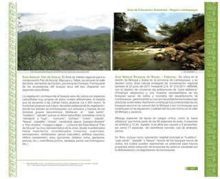 Guía de Educación Ambiental - Región Lambayeque
Área Natural Pan de Azúcar. El Área de interés regional para la
conservación Pan deAzúcar, Macuaco y Telles, se ubica en el valle
del Zaña, del distrito de Oyotún, provincia de Chiclayo. Forma parte
de los ecosistemas del bosque seco del tipo chaparral con
especies caducifolias.
La vegetación corresponde al bosque seco de colina con especies
caducifolias muy propias de éstos niveles altitudinales. A medida
que se asciende a las colinas hasta alcanzar los 2 000 msnm, la
humedad propicia una mayor densidad poblacional de vegetación,
donde los árboles se entremezclan con arbustos y hierbas de los
diversos grupos taxonómicos. Destacan: el “palo santo”,
“hualtaco”, “pasallo” que es un árbol caducifolio, bromelias como la
“salvajina” y “tuyo”; “cuncuno”, “vichayo”, “overo”, “zapote”,
“faique”, “papelillo”, “chope”, cactáceas, agave, “papaya silvestre”
o “tres cholitos”, musgos y algas . La fauna del Área Natural “Pan17
de Azúcar” es muy representativa de la zona, desde invertebrados
hasta mamíferos: invertebrados (insectos, arácnidos,
escorpiones), vertebrados: peces (cascafes), anfibios (saurios),
ofidios (serpientes), aves (gorriones, chilalos, loros, gavilanes,
pericos, etc.), mamíferos (zorros, venados, puma, oso hormiguero,
etc.)
Área Natural Bosques de Moyán – Palacios.- Se ubica en el
distrito de Motupe y Salas en la provincia de Lambayeque, y se
declaró como área natural protegida de conservación regional
también el 22 junio del 2011 mediante D.S. N° 013-2011- MINAM;
con el objetivo de conservar las poblaciones de “pava aliblanca”
(Penelope albipennis) y una muestra representativa de los
bosques secos de colina y montaña del departamento de
Lambayeque, garantizando su uso por las poblaciones locales bajo
prácticas sostenibles.Asimismo contribuye a la conectividad de los
bosques secos en la cuenca del río Motupe y son los bosques que
contribuyen en la regulación y calidad del recurso hídrico en el valle
de Motupe y Jayanca.
Alberga especies de fauna en peligro crítico, como la “pava
aliblanca” que forma parte de las 95 especies de aves, 4 especies
de anfibios y 12 de reptiles, 8 de ellos son saurios y 4 serpientes,
así como 17 especies de mamíferos (venado, oso de anteojos,
puma).
Su flora, incluye como asociación vegetal principal al “hualtaco”,
“palo santo”, “pasallo” y “faique”, típicos de los bosques secos de
colina, los cuales pueden representar un potencial para futuros
proyectos sobre reducción de emisiones de carbono causadas por
la deforestación y la degradación de los bosques.
17. LÓPEZ MESONES, M. 2011. “Colinas de Pan de Azúcar en Oyotún, Lambayeque”. En línea. Consulta: 17 octubre
2011. < http://caobacii.blogspot.com/2010/02/colinas-de-pan-de-azucar-en-oyotun.html>
http://bosquesecokoskef.blogspot.com/2011/05/salvemos-coskef-una-zona-de-reserva.html Foto: SERNANP
107
 