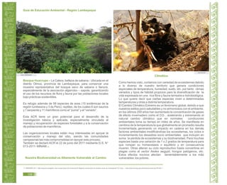 Guía de Educación Ambiental - Región Lambayeque
Bosque Huacrupe – La Calera, belleza de sabana.- Ubicada en el
distrito Olmos, provincia de Lambayeque, para conservar una
muestra representativa del bosque seco de sabana o llanura,
especialmente de la asociación algarrobo – sapote, garantizando
el uso de los recursos de flora y fauna por las poblaciones locales
bajo prácticas sostenibles.
Es refugio además de 58 especies de aves (15 endémicas de la
región tumbesina y 3 de Perú), reptiles, de los cuales 6 son saurios
y 1 serpiente y 11 mamíferos como el “puma” y el “venado”.
Esta ACR tiene un gran potencial para el desarrollo de la
investigación básica y aplicada, especialmente vinculada al
manejo y recuperación de especies forestales y a la conservación
de poblaciones de mamíferos.
Las organizaciones locales están muy interesadas en apoyar la
conservación y manejo del sitio, siendo las comunidades
campesinas las más comprometidas en apoyar este proceso.
También se declaró ACR el 22 de junio del 2011 mediante D.S. N°
013-2011- MINAM.18
Nuestra Biodiversidad es Altamente Vulnerable al Cambio
Climático
Como hemos visto, contamos con variedad de ecosistemas debido
a lo diverso de nuestro territorio que genera condiciones
especiales de temperatura, humedad, suelo, etc. por tanto climas
variados y tipos de hábitat propicios para la diversificación de la
vida expresada en una rica flora y fauna terrestre e hidrobiológica.
Lo que quiere decir que ciertas especies viven a determinadas
temperaturas y otras a distinta temperatura.
El Cambio Climático Extremo es un fenómeno global, debido a que
nuestros estilos poco saludables y no armoniosos con el ambiente,
en los últimos 200 años han aumentado la concentración de gases
de efecto invernadero como el CO2 , acelerando y extremando el
natural cambio climático que en normales condiciones
ambientales toma su tiempo en miles de años. Se manifiesta en
cambios de la temperatura la que globalmente en promedio resulta
incrementada generando un impacto en cadena en los demás
factores ambientales modificándose los ecosistemas, los ciclos e
incrementando los desastres socio ambientales que incluyen en
suma la pérdida de ecosistemas y su biodiversidad. Para muchas
especies basta una variación de 1 o 2 grados de temperatura para
que rompan su homeostasis o equilibrio y en consecuencia
mueren. Otras alteran su ciclo reproductivo hasta convertirse en
plagas como el vector Aedes aegypti, hongos patógenos, etc.
Estos efectos nocivos afectan lamentablemente a los más
vulnerables: los pobres.
18. SERNANP. 2011. “Más bosques protegidos: Dos nuevas Áreas de Conservación Regional conservarán los bosques secos de Lambayeque” En Línea. < http://www.sernanp.gob.pe/sernanp/noticia.jsp?ID=633 >
Foto: SERNANP
rpp.com.pe
108
 